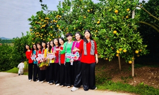 Bắc Ninh: Mùa trái ngọt hút khách muôn phương